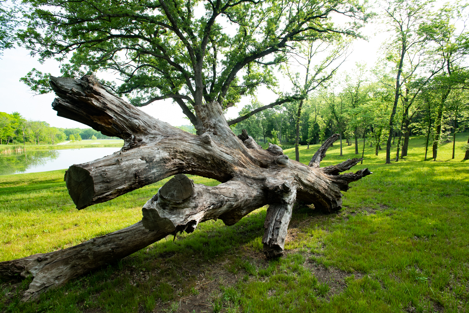 Trees at Hidden Timber Farm horse pasture boarding